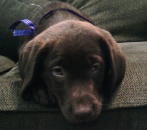 Coco, a 3 month old chocolate lab